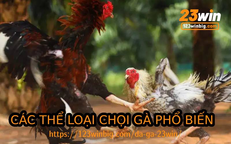 Phân loại các dạng cá độ đá gà phổ biến hiện nay